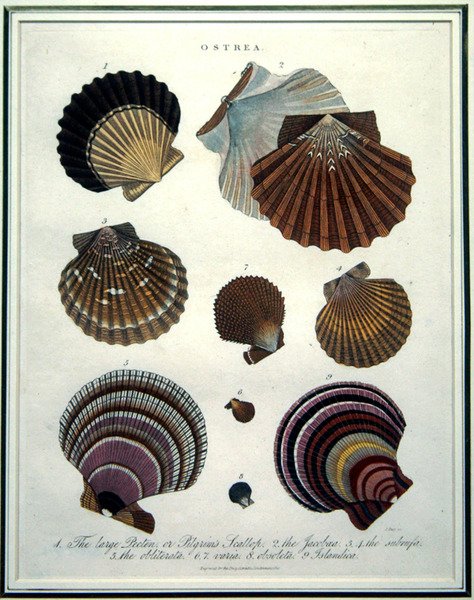 أوستريا ، رسم توضيحي من "Encyclopaedia Londinensis" (1796-1829) ، نقش بواسطة J. Pass بواسطة مدرسة اللغة الإنجليزية