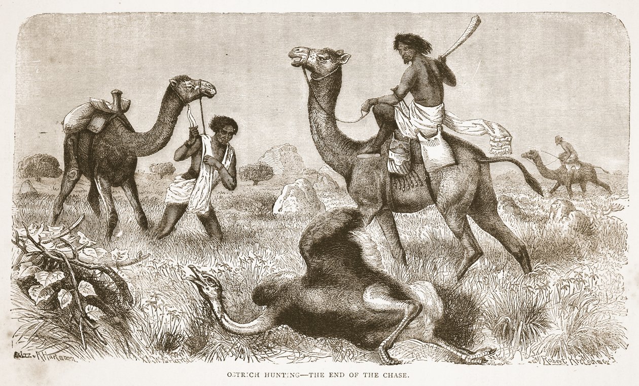 صيد النعام- نهاية المطاردة ، رسم توضيحي من الطبعة التصويرية للحياة واكتشافات ديفيد ليفينغستون بقلم جيه إيوينج ريتشي ، الحانة. بقلم أ. فولارتون وشركاه ، 1876 بواسطة مدرسة اللغة الإنجليزية
