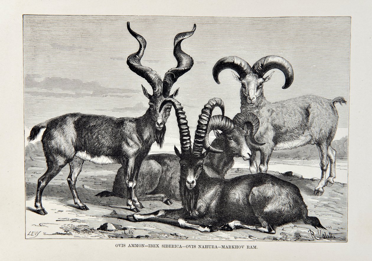 Ovis Ammon - Ibex Siberica - Ovis Nabura - Markhov Ram ، رسم توضيحي من الجغرافيا العالمية ، الأرض وسكانها بقلم Elisee Reclus ، نشر عام 1878 بواسطة مدرسة اللغة الإنجليزية