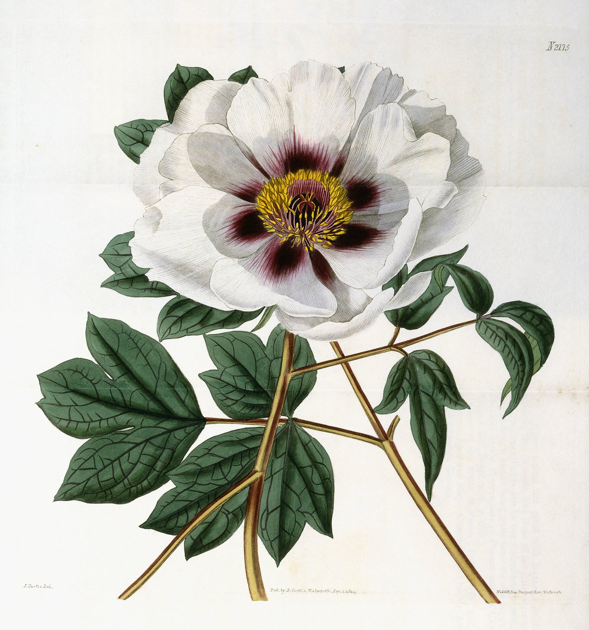 Paeonia supruticosa Andr. فار. papaveracea ، 1788-1896 بواسطة مدرسة اللغة الإنجليزية