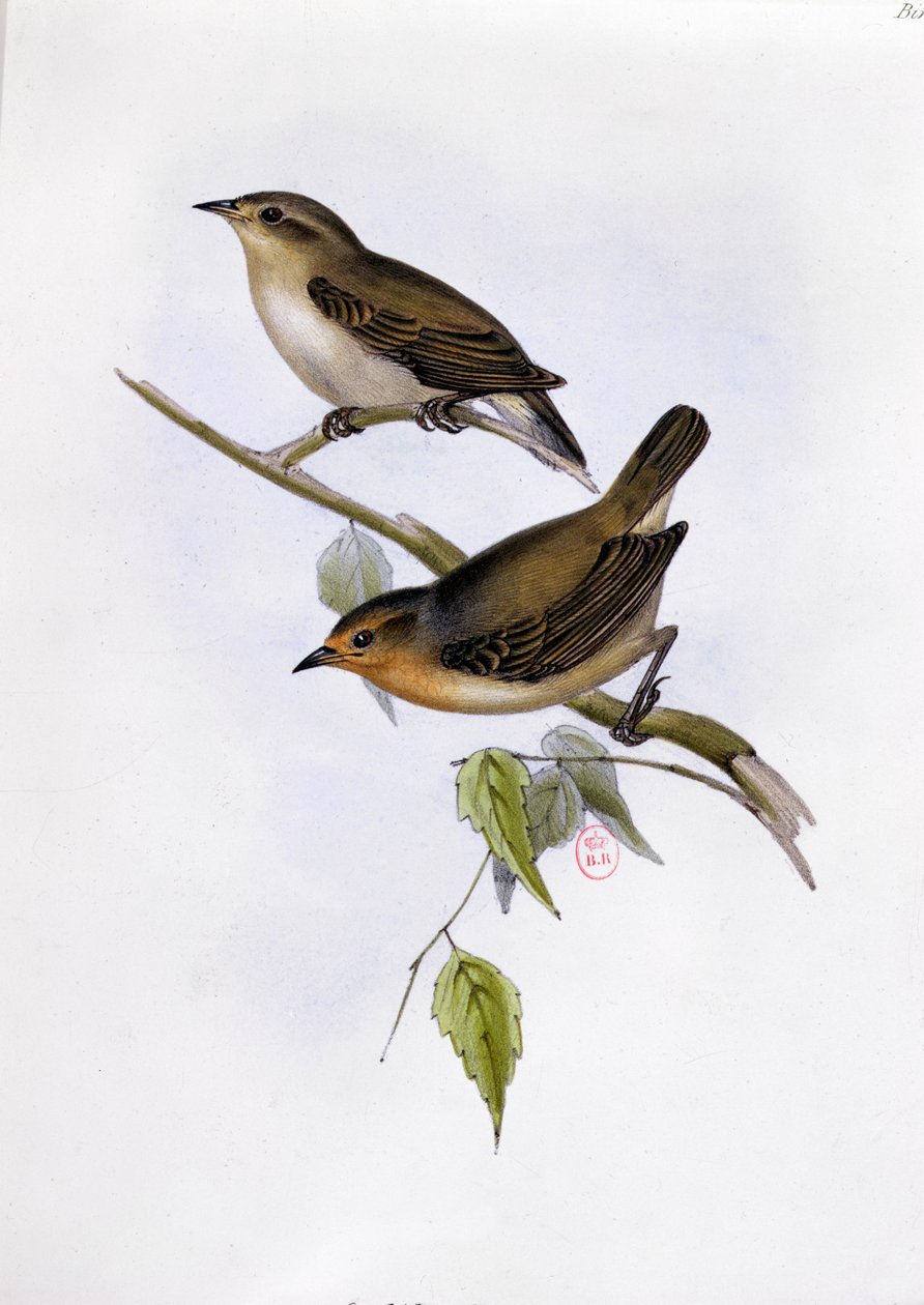 زوج من Certhidea Olivacea ، توضيح من علم الحيوان لرحلة HMS Beagle ، 1832-1836 ، بقلم تشارلز داروين (1809-92) ، 1840 بواسطة مدرسة اللغة الإنجليزية