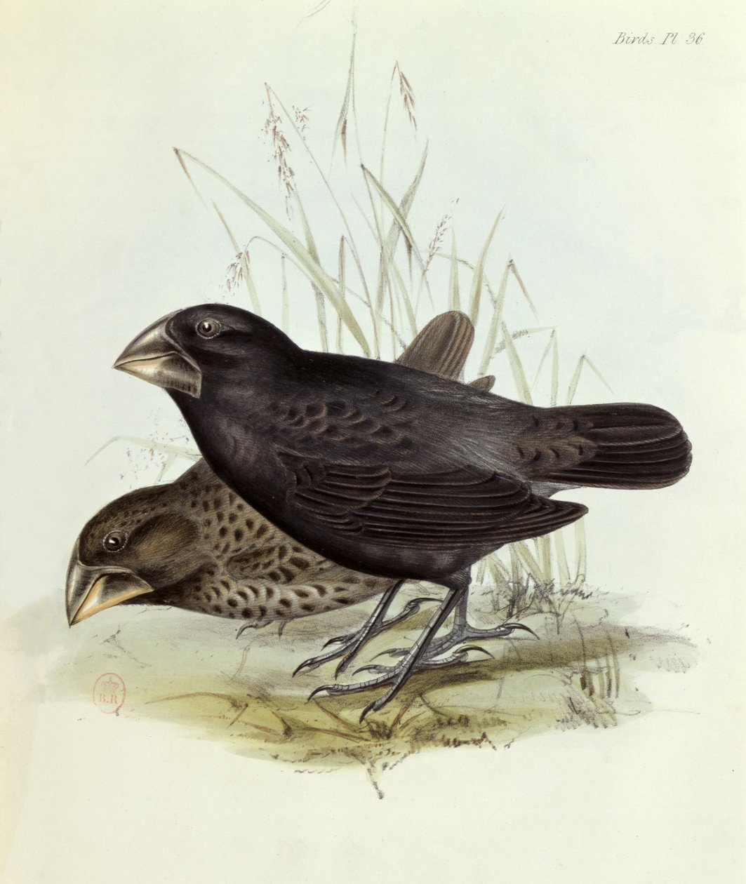 زوج من Geospiza Magnirostris من The Zoology of the Voyage of HMS Beagle 1832-36 by Charles Darwin (1809-92)، 1840 London بواسطة مدرسة اللغة الإنجليزية