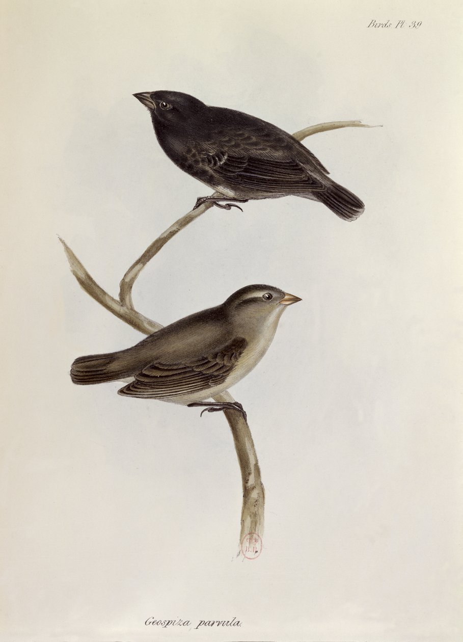 زوج من Geospiza Parvula ، رسم توضيحي من علم الحيوان لرحلة HMS Beagle ، 1832-36 ، بقلم تشارلز داروين (1809-92) ، 1840 بواسطة مدرسة اللغة الإنجليزية