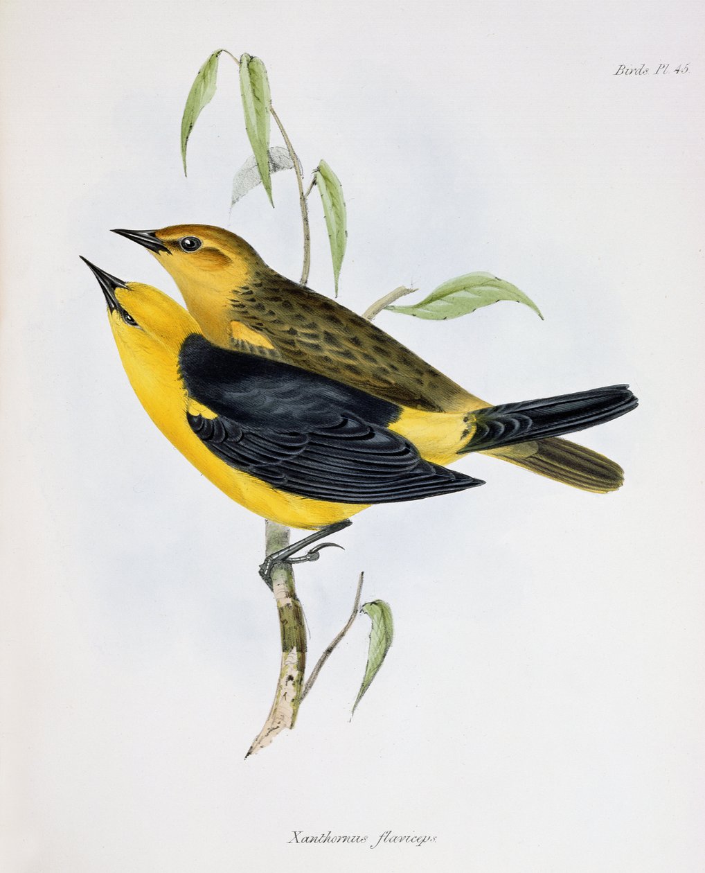 زوج من Xanthornus Flaviceps ، توضيح من علم الحيوان لرحلة HMS Beagle ، 1832-1836 ، بواسطة تشارلز داروين (1809-92) ، 1840 بواسطة مدرسة اللغة الإنجليزية
