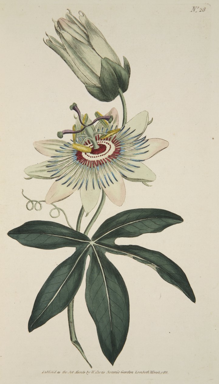 Passiflora Coerulea (زهرة العاطفة الشائعة) ، من مجلة Magzaine النباتية أو حديقة الزهور المعروضة ، حانة. 1786 (نقش ملون) بواسطة مدرسة اللغة الإنجليزية
