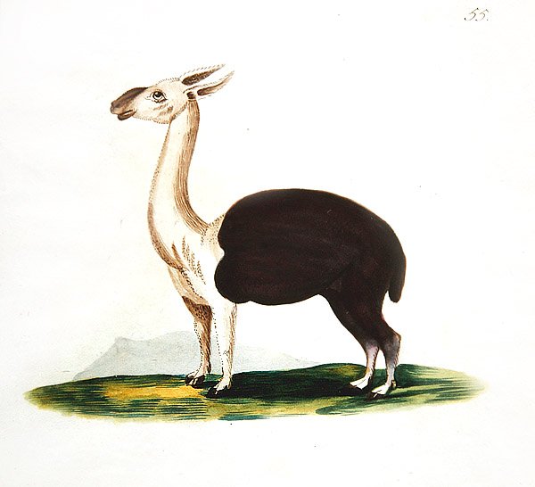 غوانكو بيرو ، حوالي 1810 (ألوان مائية على ورق) بواسطة مدرسة اللغة الإنجليزية