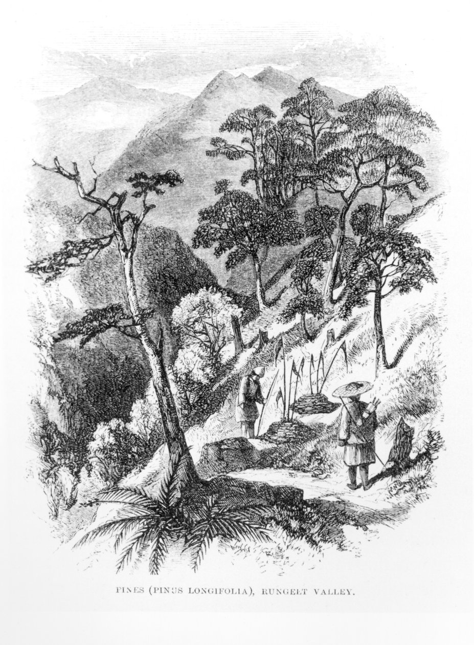 أشجار الصنوبر في وادي رونجلت في جبال الهيمالايا ، من دوريات الهيمالايا ، 1854 بواسطة مدرسة اللغة الإنجليزية