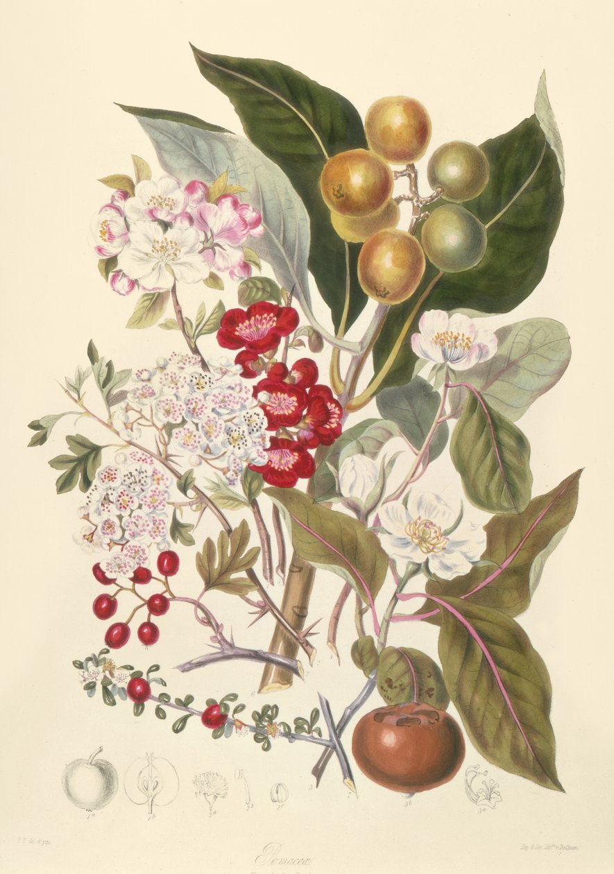 Pomaceae ، قبيلة التفاح بواسطة مدرسة اللغة الإنجليزية