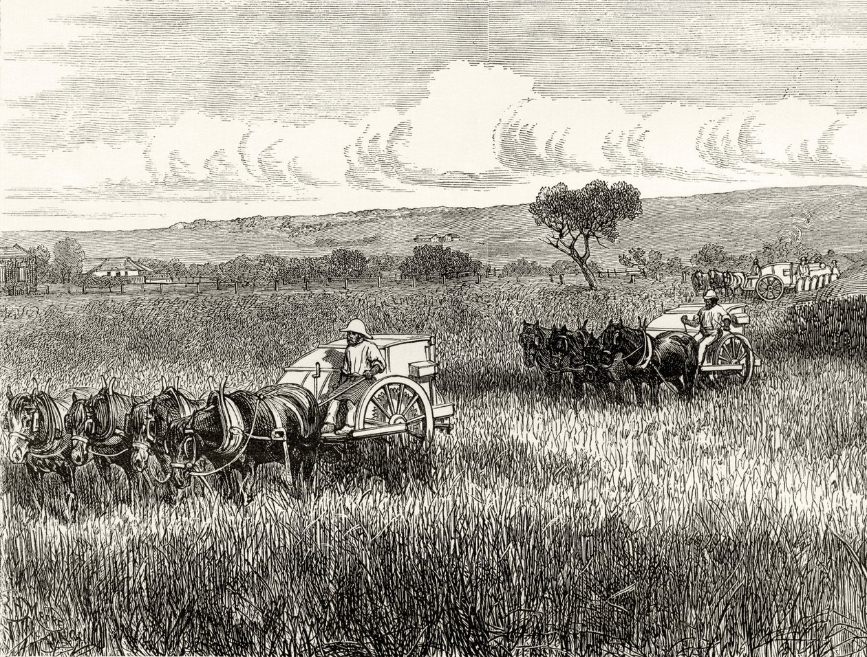 جني في جنوب أديليد ، c.1880 ، من "الصور الأسترالية" بقلم هوارد ويلوبي ، نشرته جمعية المسالك الدينية ، لندن ، 1886 بواسطة مدرسة اللغة الإنجليزية