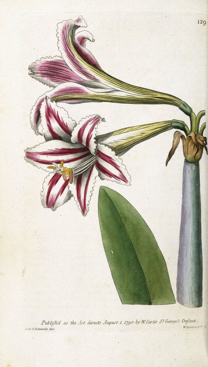 زنبق مخطط باللونين الأحمر والأبيض ، 1799-1810 بواسطة مدرسة اللغة الإنجليزية