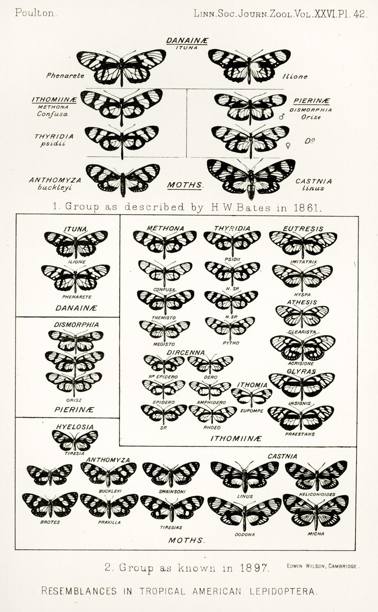 تشابه في lepidoptera الاستوائية الأمريكية ، توضيح من The Hope Reports ، المجلد. الثاني ، 1897-1900. ، حرره إدوارد بولتون ، أكسفورد ، 1901 بواسطة مدرسة اللغة الإنجليزية