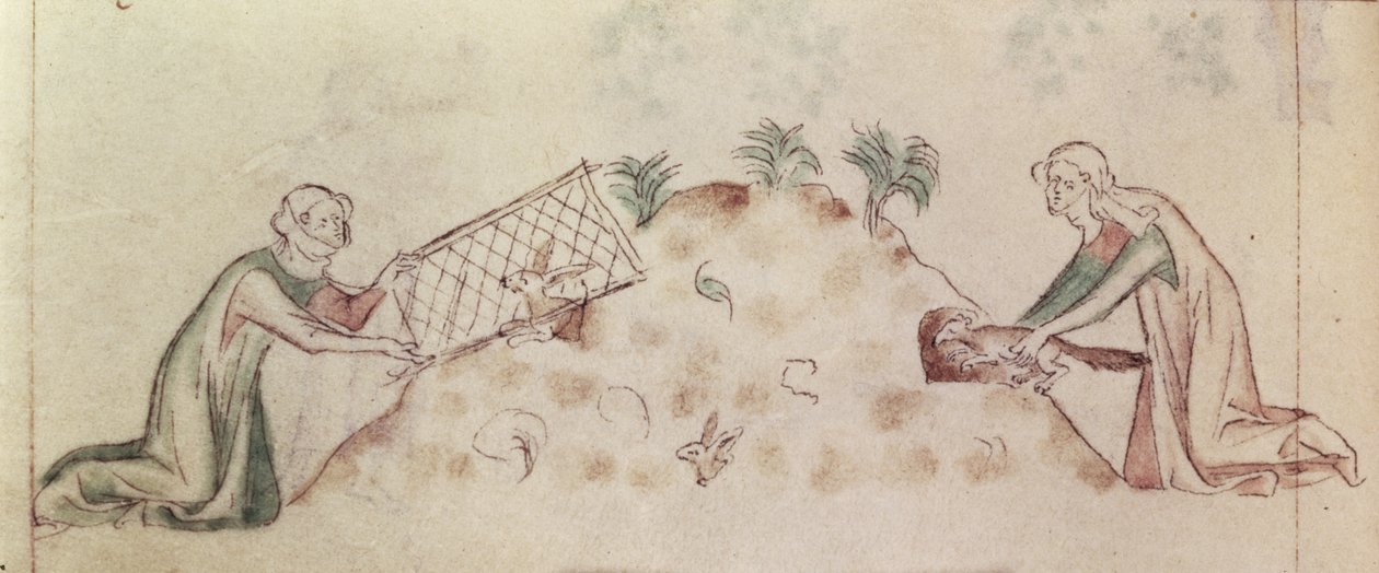 Roy 2 B VII f.155v نساء يصطادن أرنبًا بشبكة ونمس ، من "Queen Mary Psalter" ، حوالي 1310-20 (ورق) بواسطة مدرسة اللغة الإنجليزية