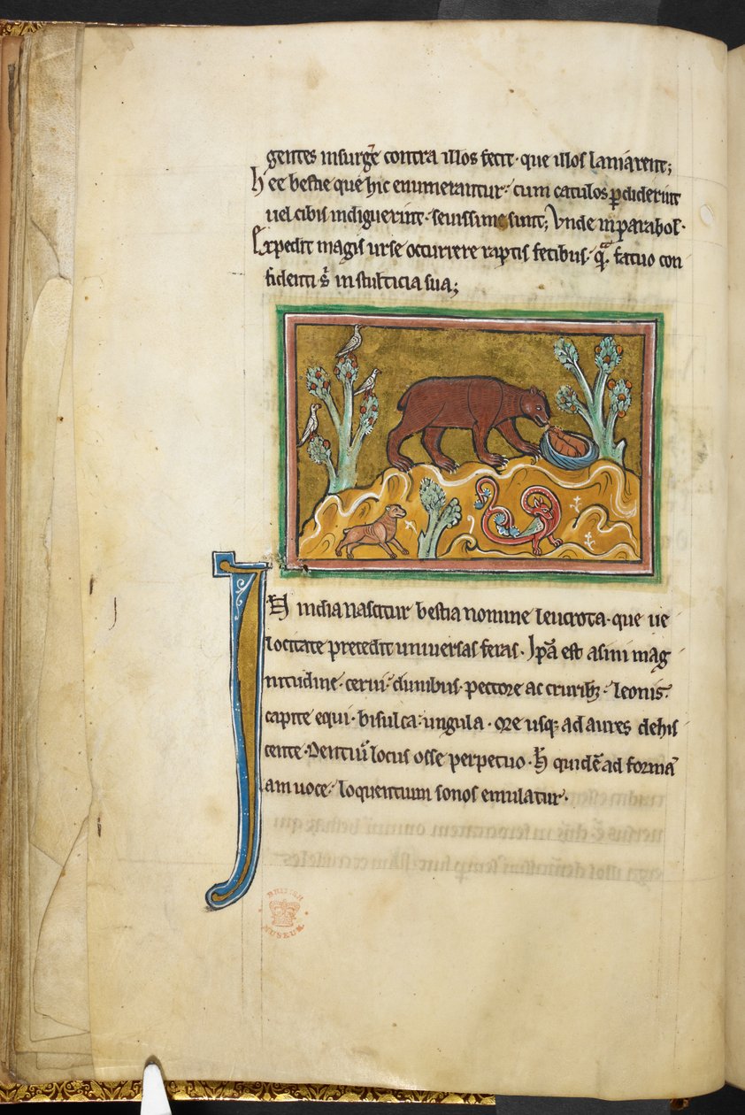Royal 12 F.XIII، f.22v دب ينظر إلى الأشبال.  بستاري (صص. ٣-١٤١) ، لابيداري (صص. ١٤١ ظ - ١٤٩)  الربع الثاني من القرن الثالث عشر بواسطة مدرسة اللغة الإنجليزية