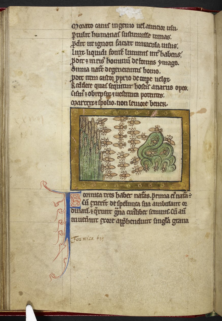 Royal MS 12 C XIX ، f.24v Ants ، من 