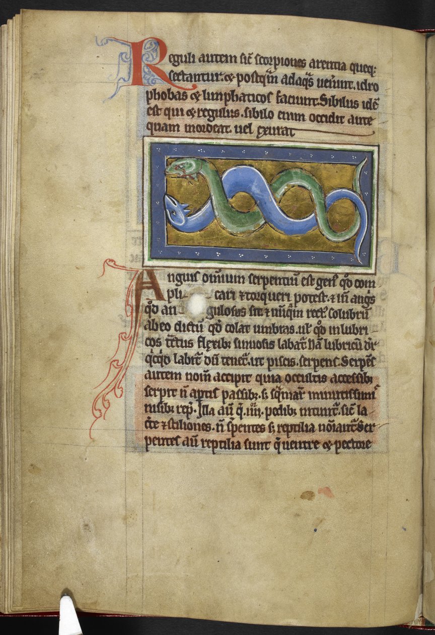 Royal MS 12 C XIX، f.63v Anguis، from 