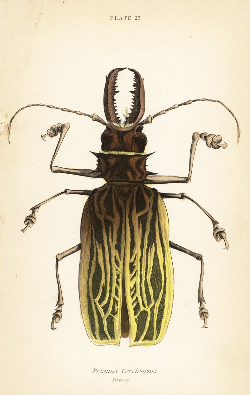 خنفساء Sabertooth ذات القرون الطويلة ، Macrodontia cervicornis (Prionus cervicornis) بواسطة مدرسة اللغة الإنجليزية