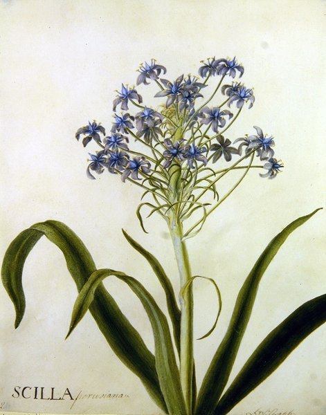 دراسة Scilla Peruviana النباتية (ألوان مائية على ورق) بواسطة مدرسة اللغة الإنجليزية