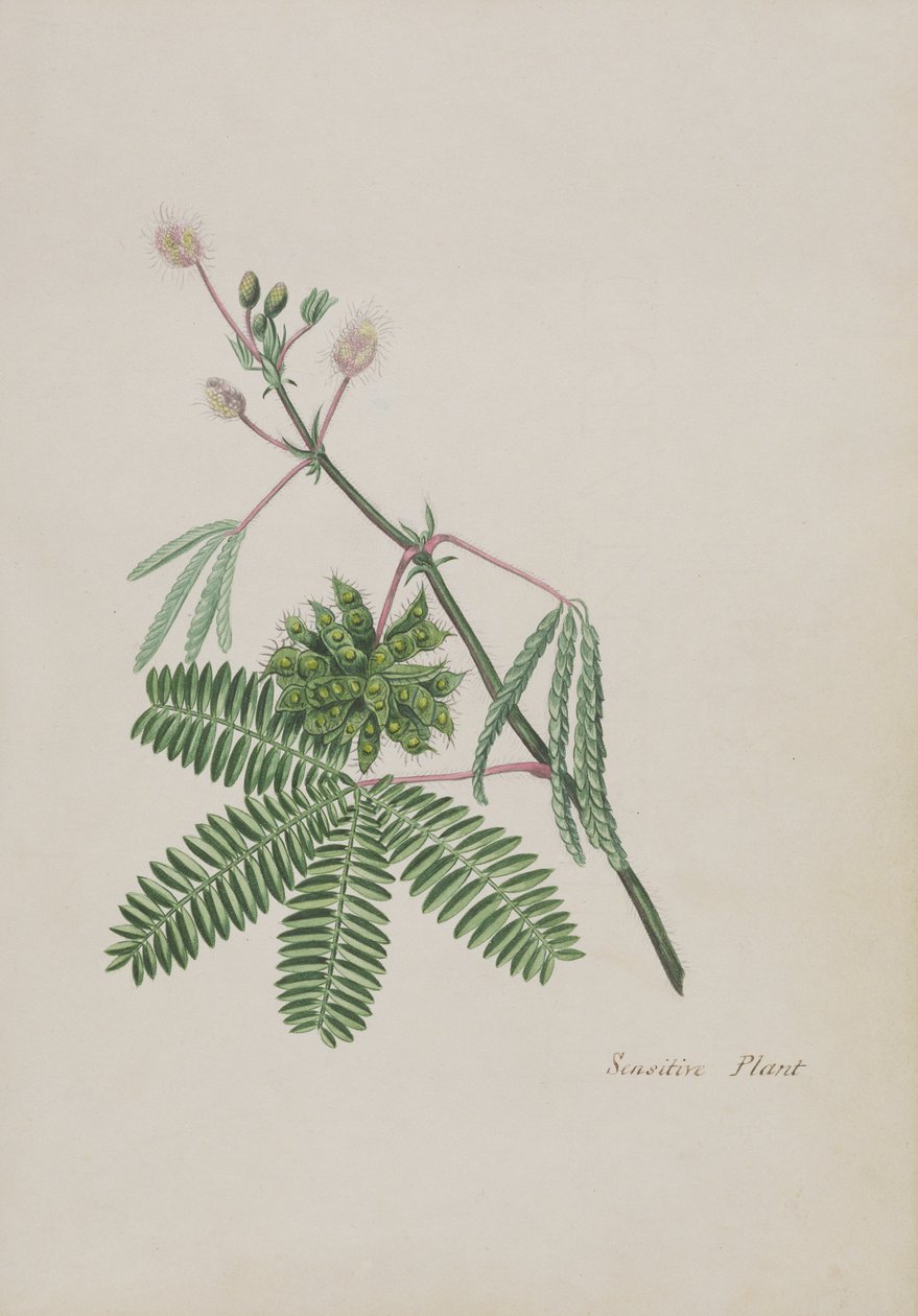 نبات حساس ، توضيح من ألبوم قصائد ، رسومات جرافيت وألوان مائية ، c.1828 (مرحاض على ورق) بواسطة مدرسة اللغة الإنجليزية