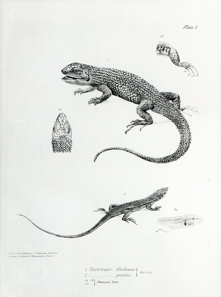 Shguled Iguana ، رسم توضيحي من "علم الحيوان لرحلة HMS Beagle ، 1832-36" بقلم تشارلز داروين بواسطة مدرسة اللغة الإنجليزية