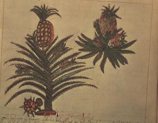 سلون 4013 f.16v أشجار الأناناس من "أوصاف النباتات الهندية" بواسطة مدرسة اللغة الإنجليزية