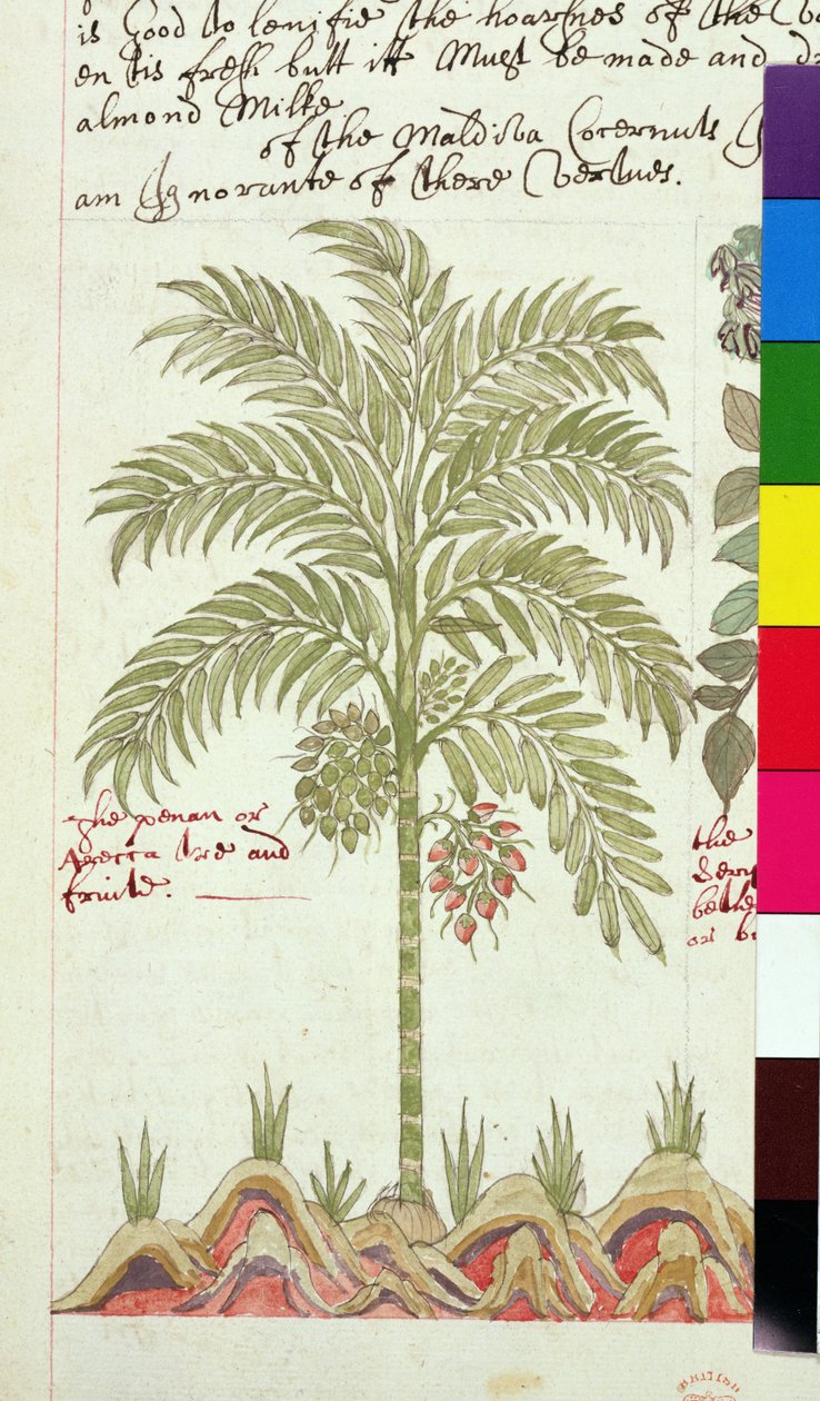 Sloane 4013 f.5v نخيل التمر من "أوصاف النباتات الهندية" بواسطة مدرسة اللغة الإنجليزية
