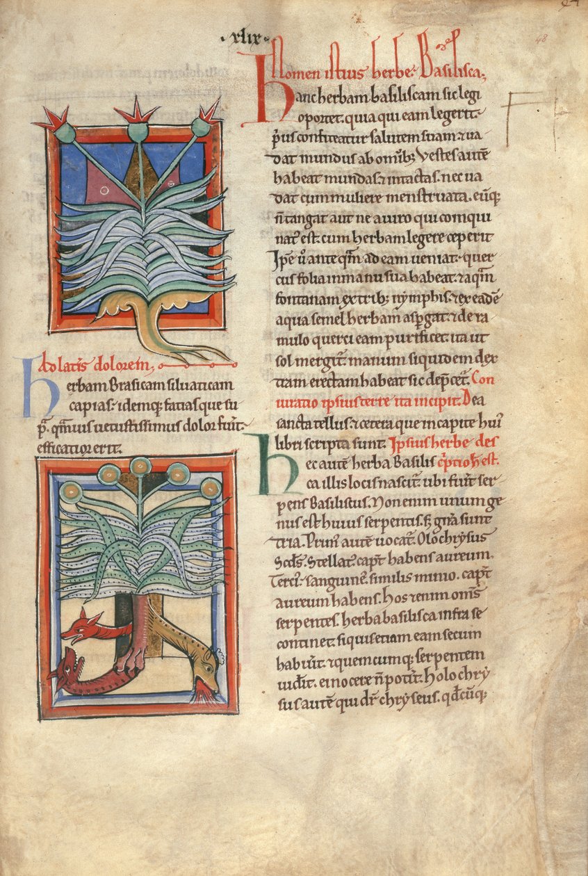 Sloane Ms 1975 fol.48 The Herb Basilica بواسطة مدرسة اللغة الإنجليزية
