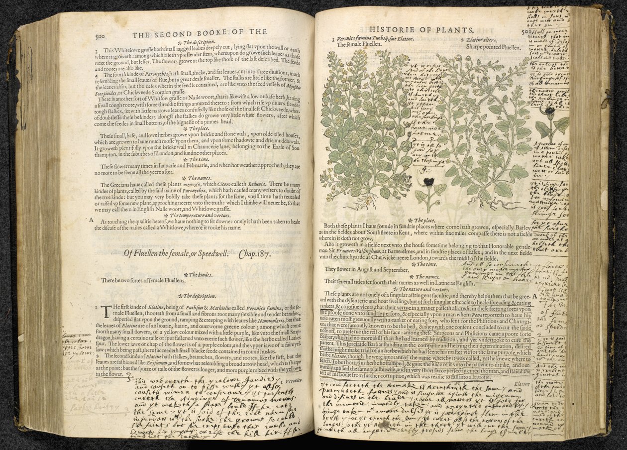 Speedwell ، الصفحة 500-501 من "The herball or Generall historyie of plantes" بقلم جون جيرارد بواسطة مدرسة اللغة الإنجليزية