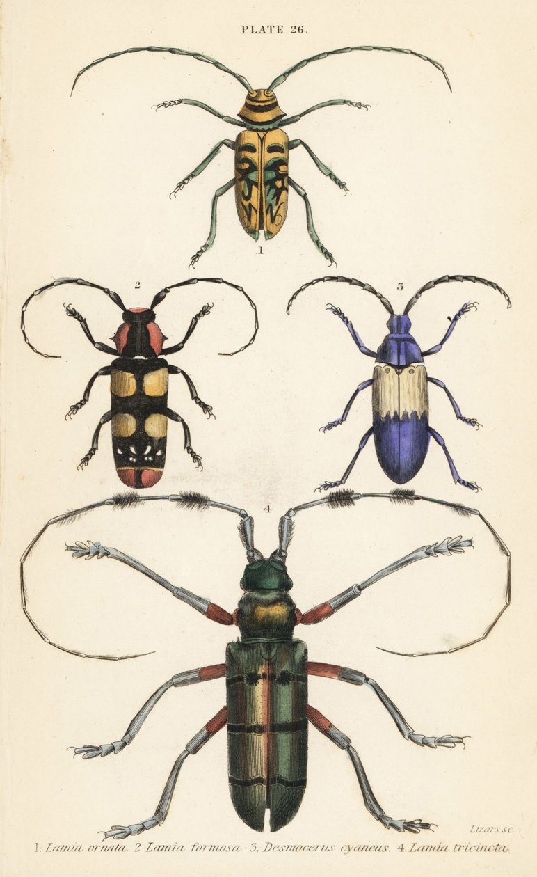 Sternotomis الجميل 1 ، 2 Tragocephala الجميل ، حفار البلسان Desmocerus mantle 3 و 4 Thysia wallicbii بواسطة مدرسة اللغة الإنجليزية