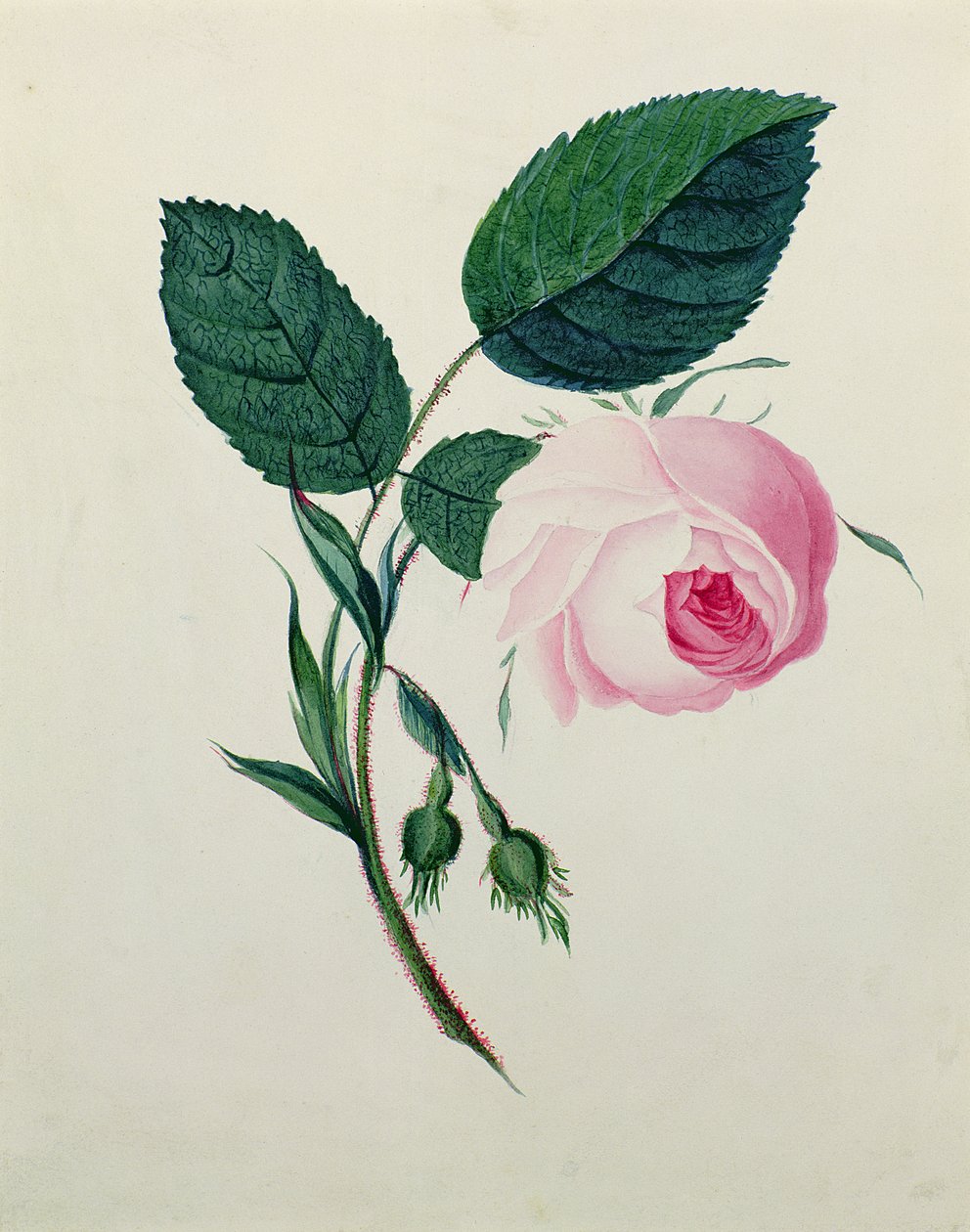 دراسة وردة وردية ، c.1820 (مرحاض على ورق) بواسطة مدرسة اللغة الإنجليزية