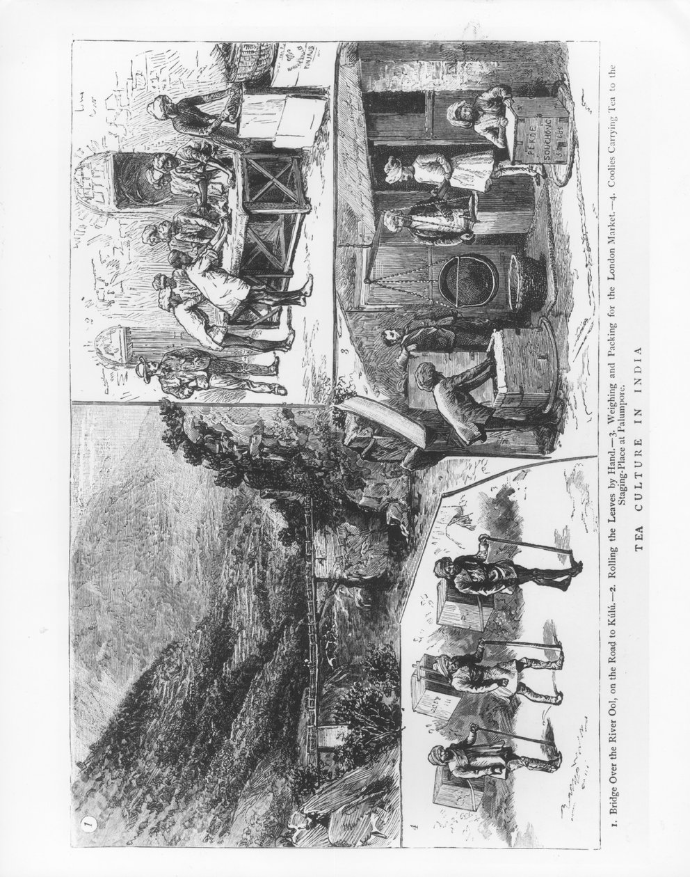 ثقافة الشاي في الهند ، 1883 بواسطة مدرسة اللغة الإنجليزية