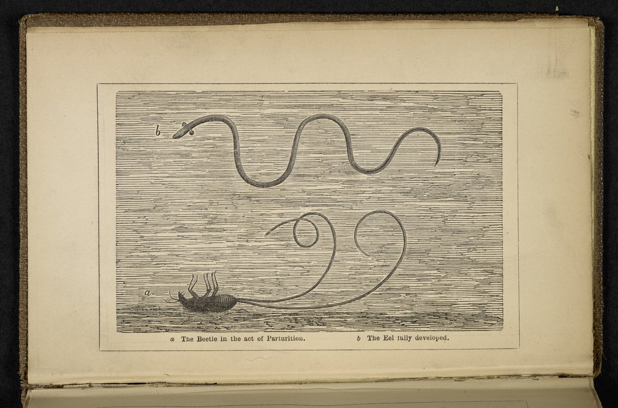 "The Beetle in the Act of Parturition" ، مقدمة من كتاب "أصل ثعبان البحر الفضي: مع ملاحظات حول الطعم وصيد الذباب" ، بقلم ديفيد كيرنكروس بواسطة مدرسة اللغة الإنجليزية