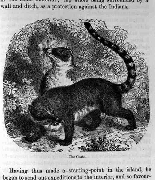 The Coati ، من سانتو دومينغو الماضي والحاضر بقلم صامويل هازارد ، حانة. 1873 بواسطة مدرسة اللغة الإنجليزية