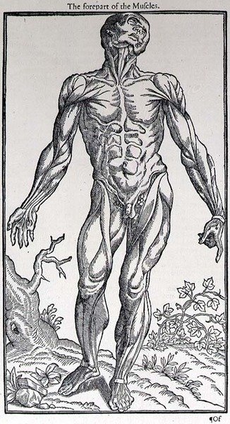 مقدمة العضلات ، لوحة من كتاب "تاريخ الإنسان" الذي نشره جون بانيستر (1540-1610) بواسطة مدرسة اللغة الإنجليزية
