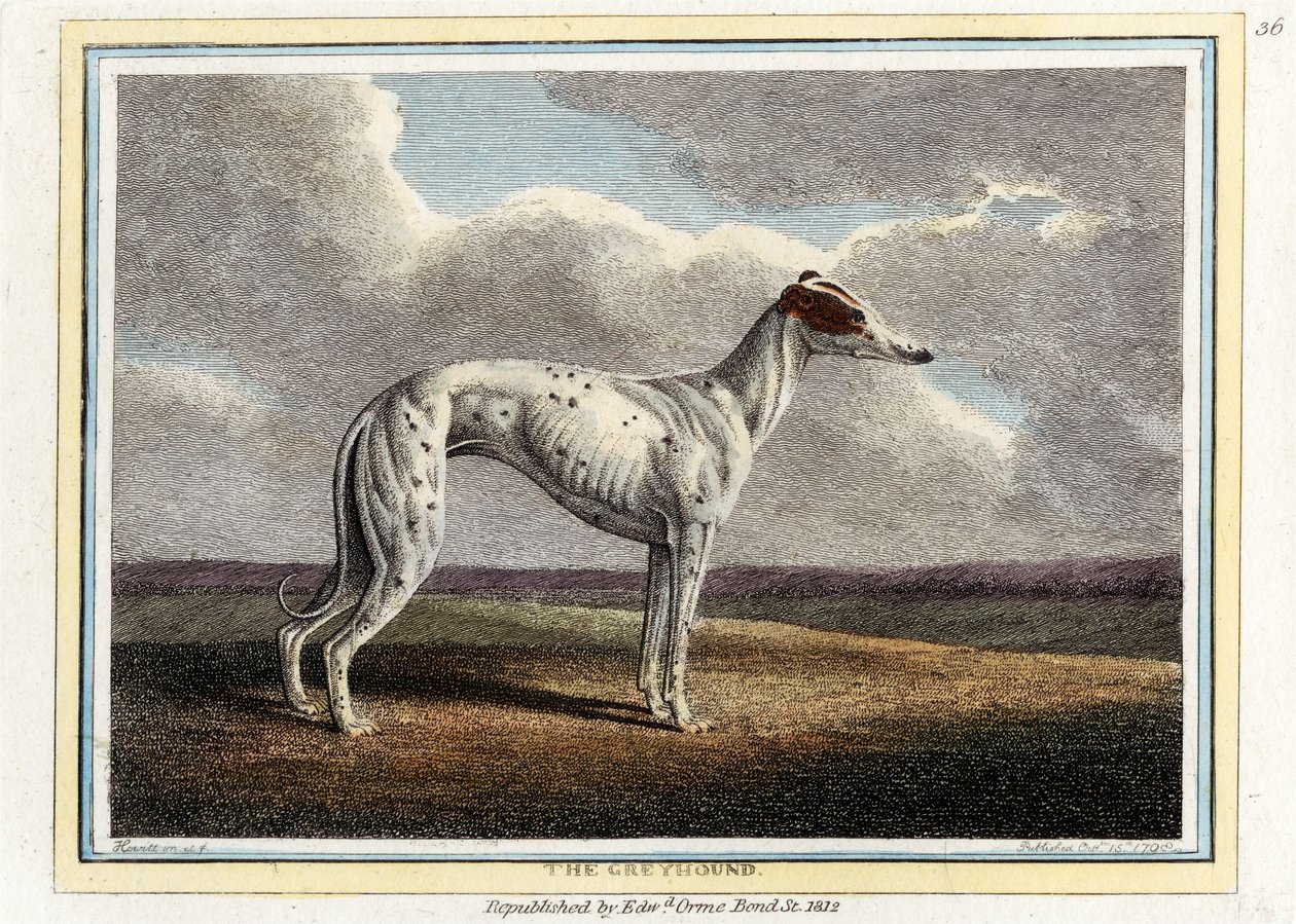 السلوقي ، حانة. 1812. بواسطة مدرسة اللغة الإنجليزية
