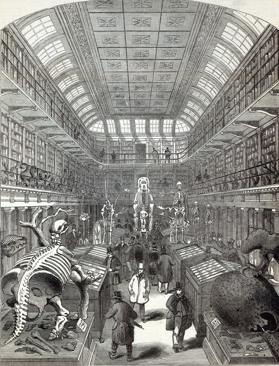 متحف Hunterian ، في الكلية الملكية للجراحين ، من "أخبار لندن المصورة" ، 4 أكتوبر 1845 بواسطة مدرسة اللغة الإنجليزية