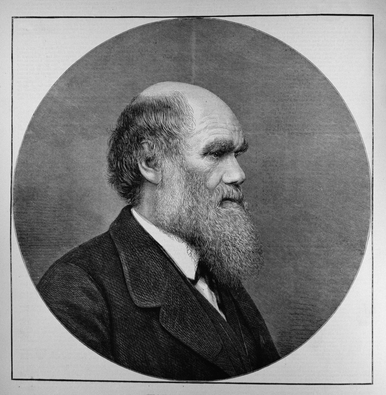 الراحل السيد CR Darwin ، FRS ، LLD ، من أخبار لندن المصورة ، 29 أبريل 1882 بواسطة مدرسة اللغة الإنجليزية