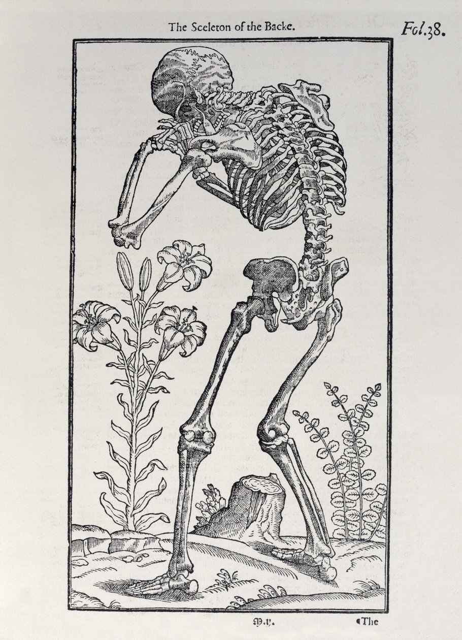 الهيكل العظمي للظهر ، لوحة من The Historie of Man نشرها جون بانيستر (1540-1610) ، 1578 بواسطة مدرسة اللغة الإنجليزية