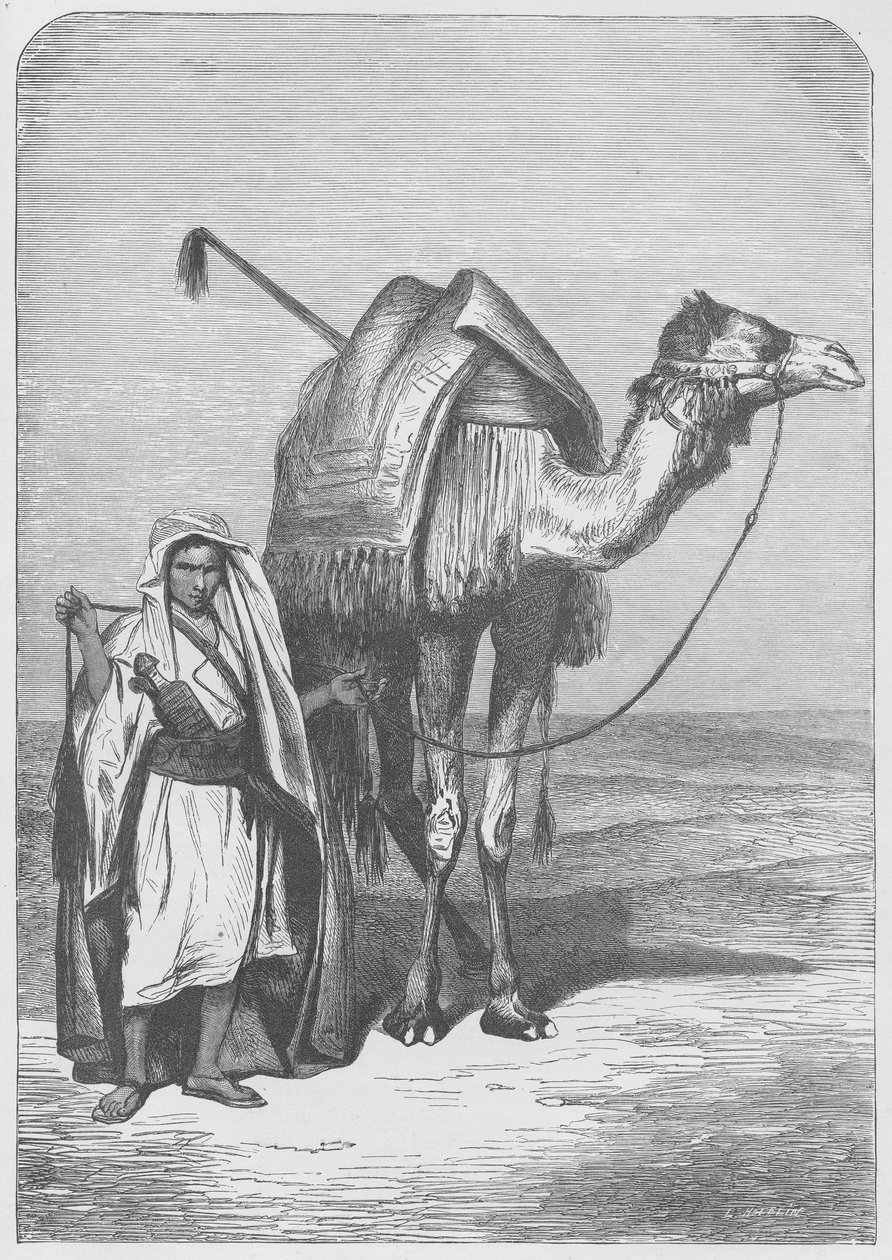 سفينة الصحراء بواسطة مدرسة اللغة الإنجليزية