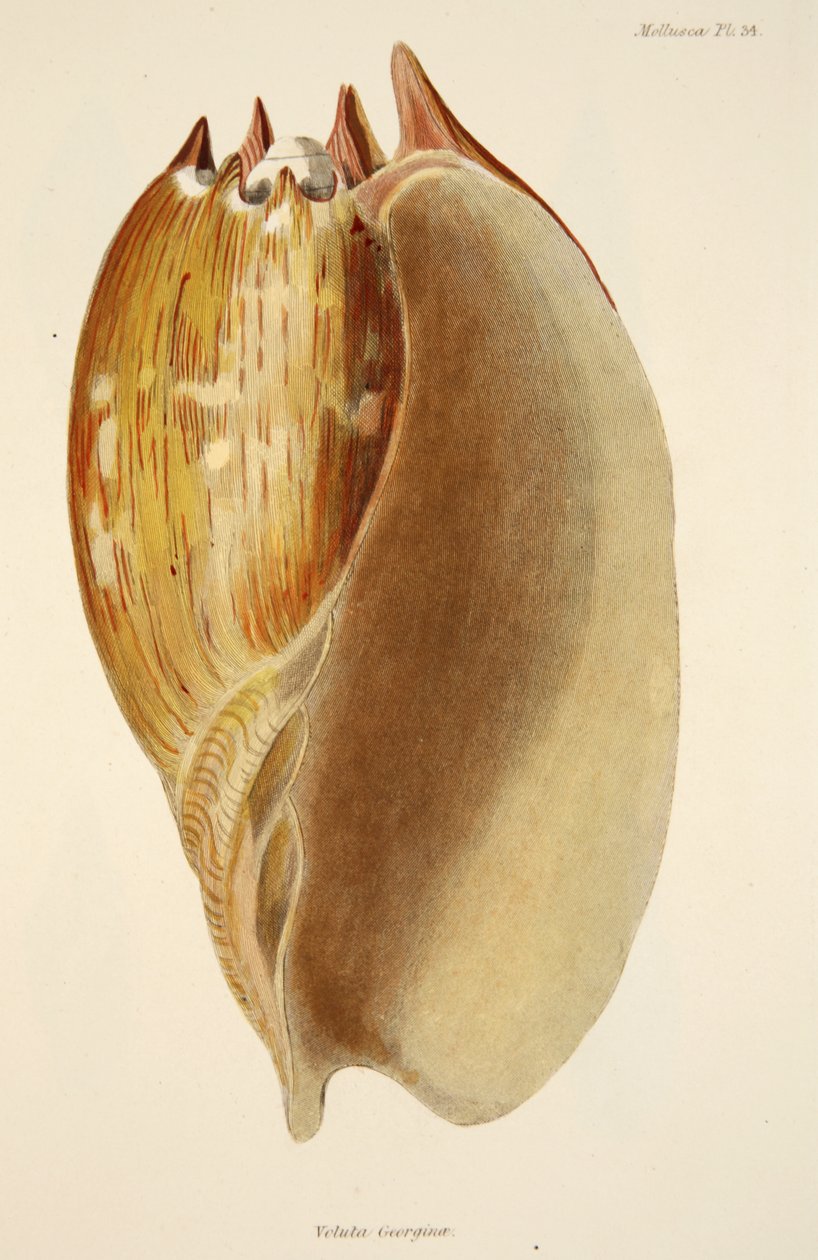 فيلوتا جورجينا ، من The Mollusca and Radiata ، حانة. 1833 (نقش يدوي) بواسطة مدرسة اللغة الإنجليزية