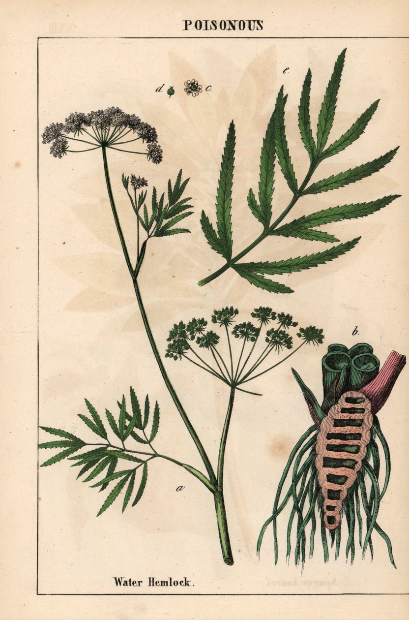 الشوكران المائي يظهر الأوراق وبنية الجذر والزهور. سيكوتا فيروسا   ، من "The Instructive Picturebook، or Lessons from the Vegetable World،" [شارلوت ماري يونج] ، إدنبرة بواسطة مدرسة اللغة الإنجليزية