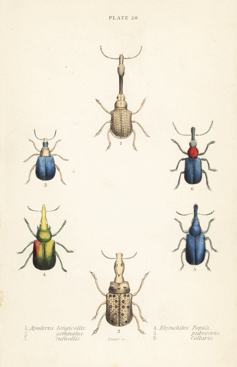 السوس: Attelabus longicollis 1 و Attelabus gemmatus 2 و 3 Attelabus Grebe و Byctiscus 4 و Rhycnhites المحتلم 5 و 6 Rhynchites طوق! بواسطة مدرسة اللغة الإنجليزية