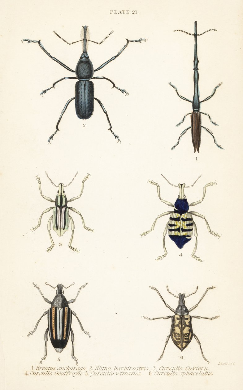 السوس: Brentus ancharago 1 و Rhina barbirostris 2 و Curculio cuviera 3 و Eupholus geoffroyi 4 و Larinus ursus 5 و Curculio sphacelatus 6 بواسطة مدرسة اللغة الإنجليزية