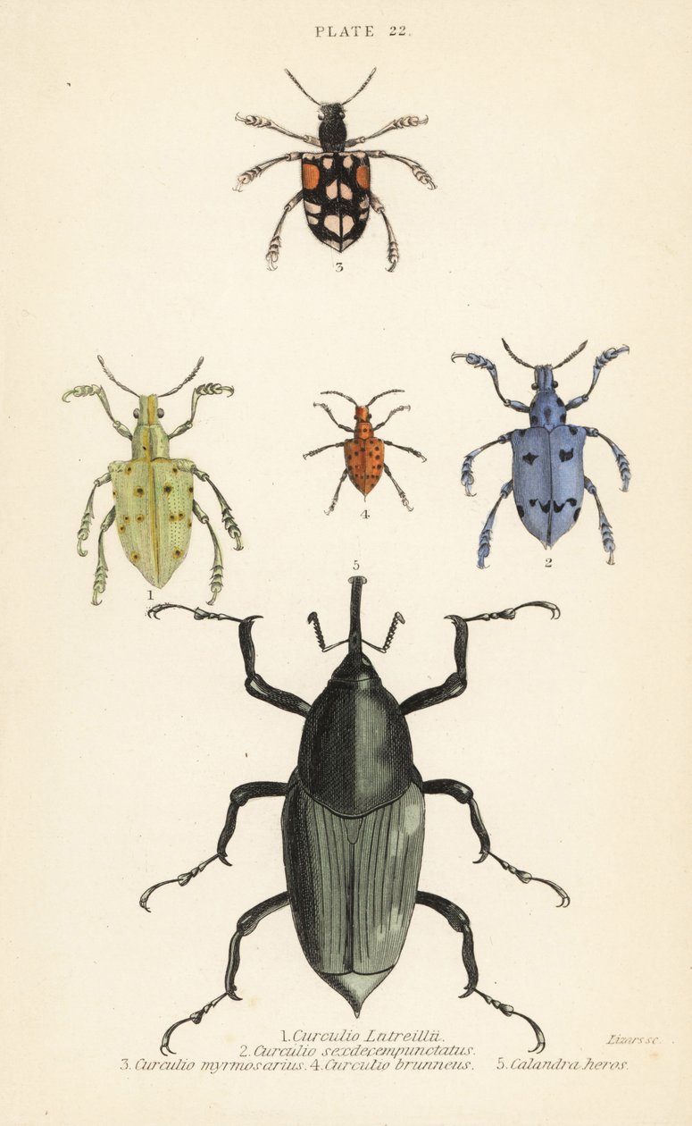 السوس والخنافس ، Weevil latreillii 1 ، Weevil sexdecempunctatus 2 ، Trichaptum mutillarius 3 ، 4 و Calandra Plssodes الكستناء البطل 5 بواسطة مدرسة اللغة الإنجليزية