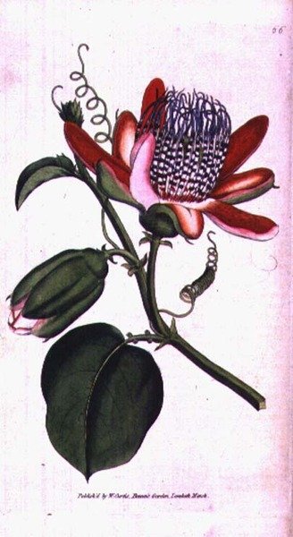زهرة الآلام المجنحة (Passiflora alata) ، اللوحة 66 من William Curtis 'The Botanical Magazine' (أو 'Flower Garden Displayed') ، حانة. 1787 (نقش) بواسطة مدرسة اللغة الإنجليزية