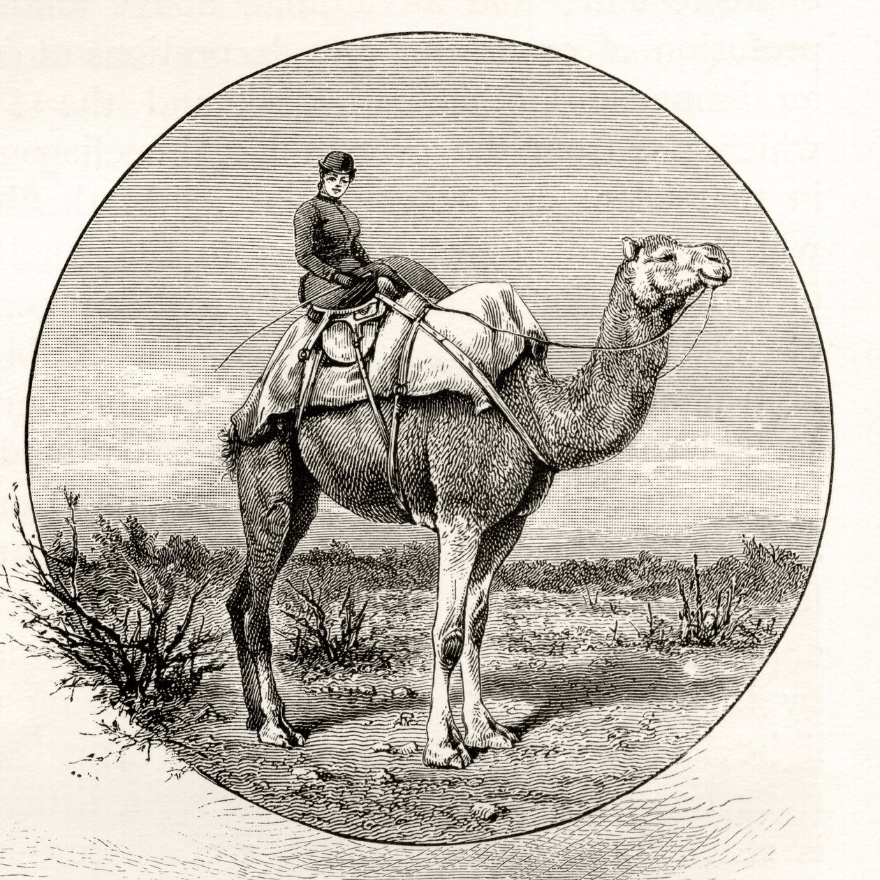 امرأة على جمل في أستراليا ، c.1880 ، من "الصور الأسترالية" بقلم هوارد ويلوبي ، نشرتها جمعية المسالك الدينية ، لندن ، 1886 بواسطة مدرسة اللغة الإنجليزية