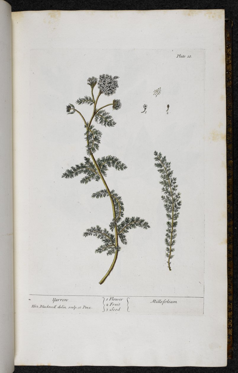 يارو ، اللوحة 18 من "A Curious Herbal ..." بواسطة إليزابيث بلاكويل بواسطة مدرسة اللغة الإنجليزية
