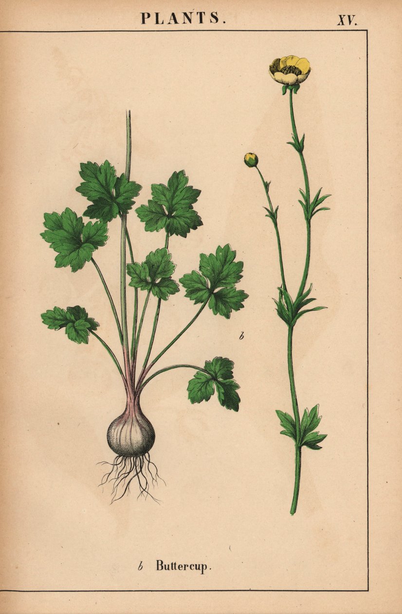الحوذان الأصفر  ، من "The Instructive Picturebook، or Lessons from the Vegetable World،" [شارلوت ماري يونج] ، إدنبرة بواسطة مدرسة اللغة الإنجليزية