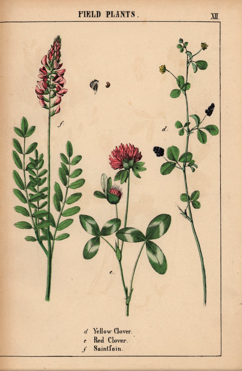 البرسيم الأصفر ، البرسيم الأحمر و saintfoin أو sainfoin  ، من "The Instructive Picturebook، or Lessons from the Vegetable World،" [شارلوت ماري يونج] ، إدنبرة بواسطة مدرسة اللغة الإنجليزية