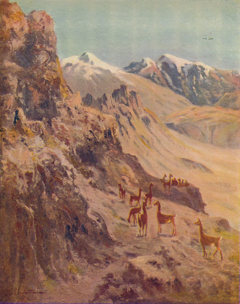 غواناكو ، 1916 بواسطة إرنست وليام عيد الميلاد