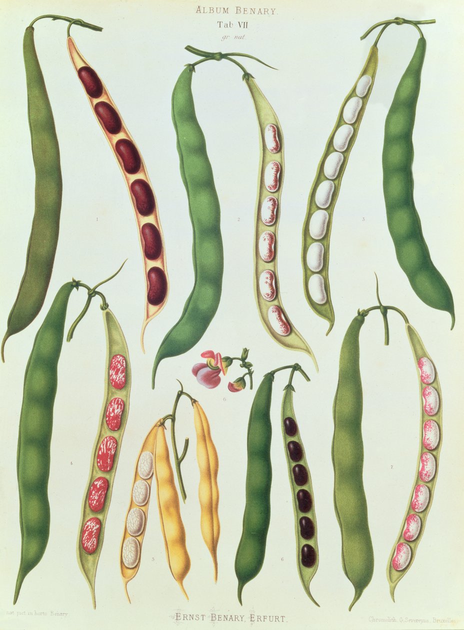 الفاصوليا ، علامة التبويب السابعة من "ألبوم Benary" ، نقشها G. Severeyns ، 1876 (chromolitho) بواسطة إرنست بيناري